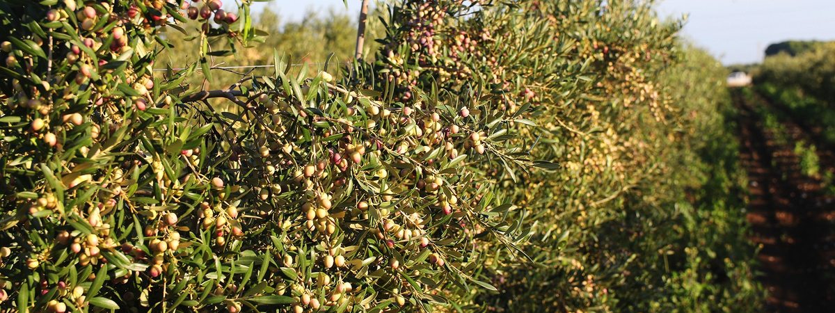 Agricultura biológica: o que muda na proteção da cultura