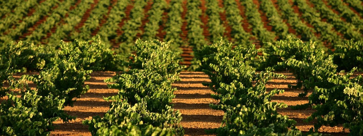 Plantação chave na mão: o que inclui e em que ordem se executa