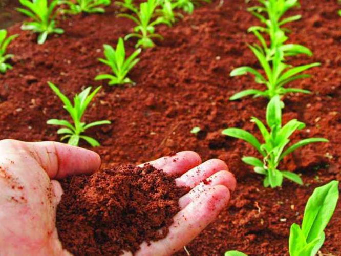 Agricultura biológica