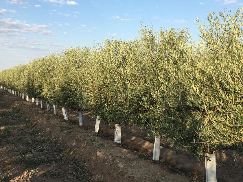 Compasso de plantação e disposição das linhas em olival superintensivo