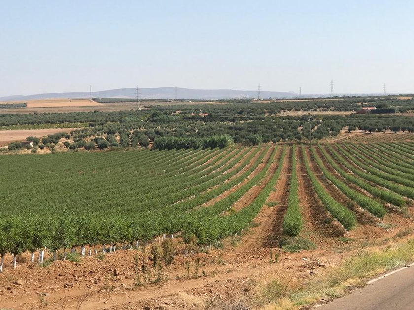 Vista geral de uma plantação em linhas sobre terreno ondulado