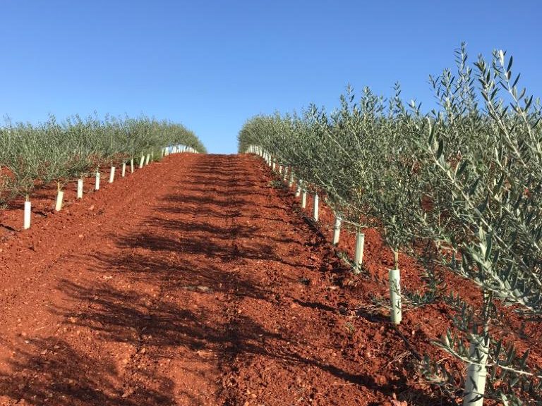 Linhas de plantação sobre terreno preparado com camalhões em solo vermelho