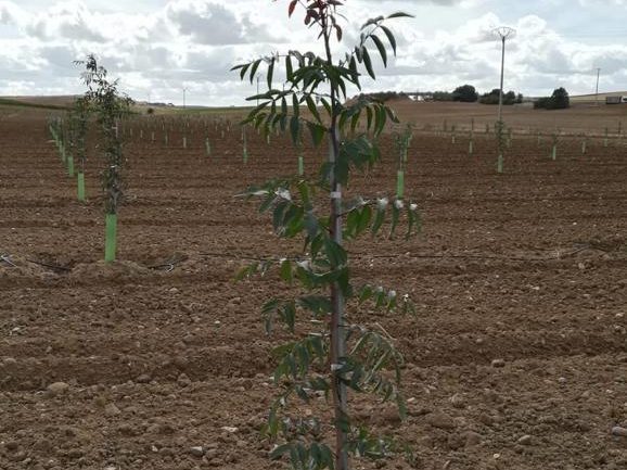 Planta jovem com tutor e protetor sobre terreno recém-preparado