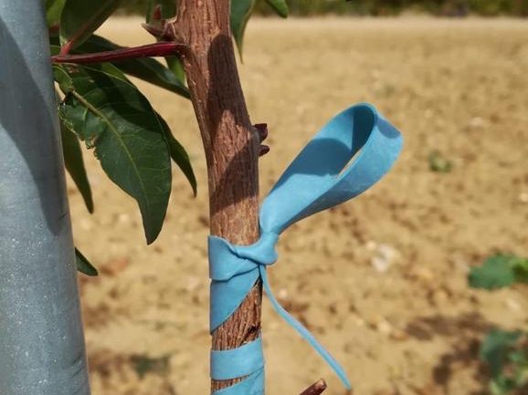 Detalhe de uma planta jovem com o enxerto protegido com fita e o tutor colocado