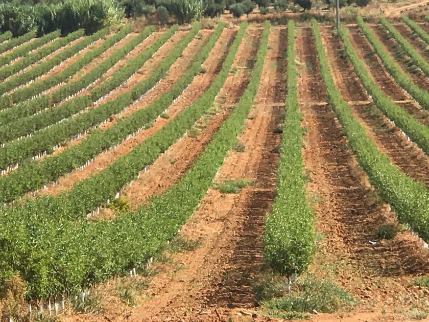 Vista elevada de uma plantação em linhas regulares sobre solo vermelho