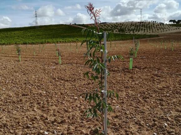 Planta jovem com tutor, protetor individual e linha de rega gota a gota sobre terreno recém-preparado