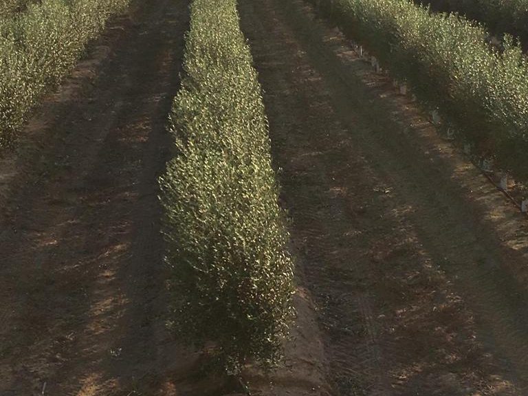Linhas de olival em seto em produção vistas da entrelinha