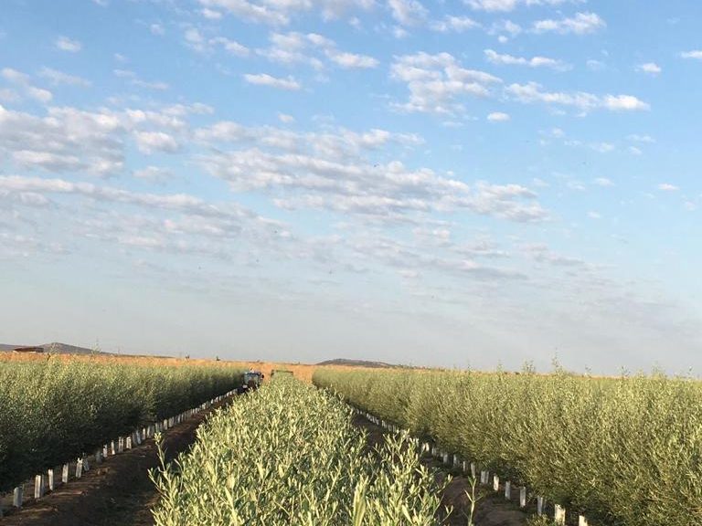 Olival superintensivo conduzido em seto com os postes da estrutura visíveis